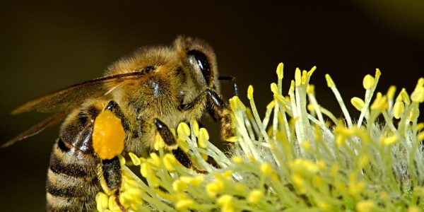 Quels sont les vertus de la gelée royale ?