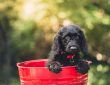 Alimentation du chiot :  ces règles qui ont leur importance