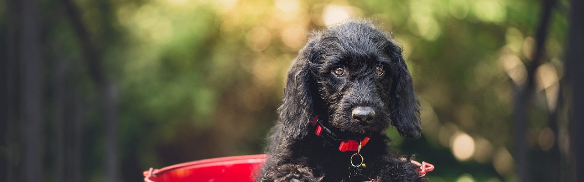 Alimentation du chiot :  ces règles qui ont leur importance