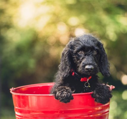 Alimentation du chiot :  ces règles qui ont leur importance