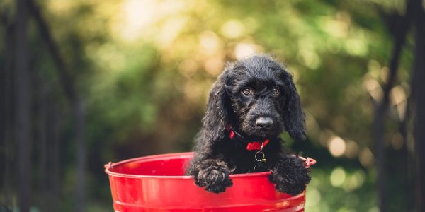 Alimentation du chiot :  ces règles qui ont leur importance