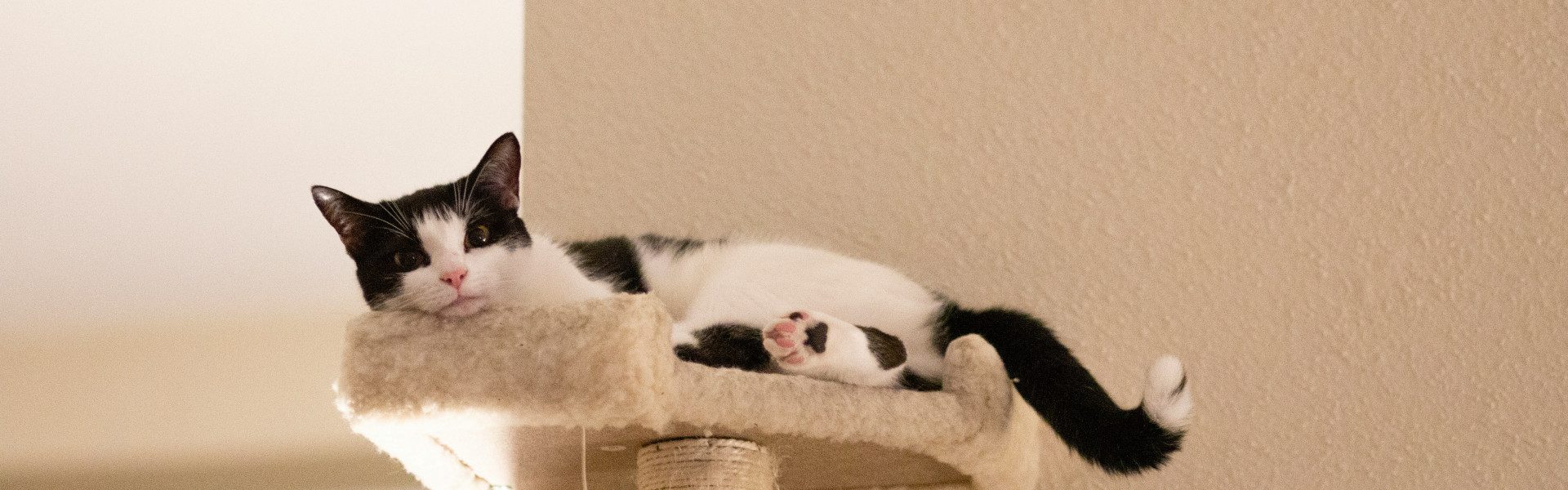 4 idées pour choisir le meilleur arbre à chat mural