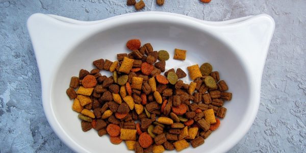 Faites le choix d'une alimentation équilibrée pour votre chat