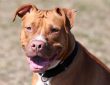 Assurer un chien de catégorie 1 : tout ce qu'il faut savoir