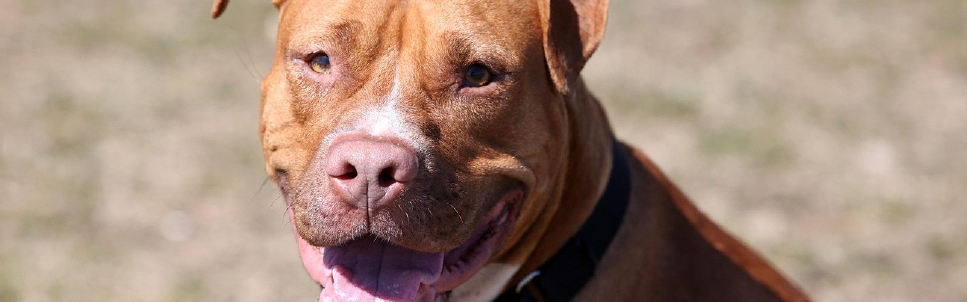 Assurer un chien de catégorie 1 : tout ce qu'il faut savoir