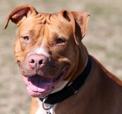 Assurer un chien de catégorie 1 : tout ce qu'il faut savoir