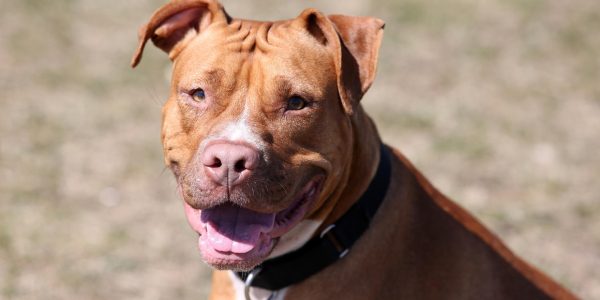 Assurer un chien de catégorie 1 : tout ce qu'il faut savoir