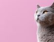 Comment trouver l'assurance chat la moins chère sans compromettre la qualité ?