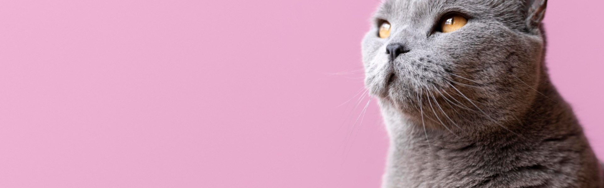 Comment trouver l'assurance chat la moins chère sans compromettre la qualité ?