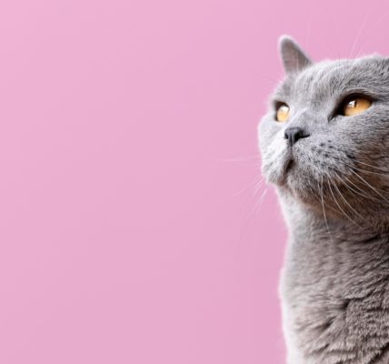 Comment trouver l'assurance chat la moins chère sans compromettre la qualité ?