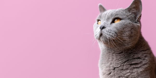 Comment trouver l'assurance chat la moins chère sans compromettre la qualité ?