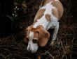 Les obligations légales pour les chiens de chasse : rôle de l’assurance