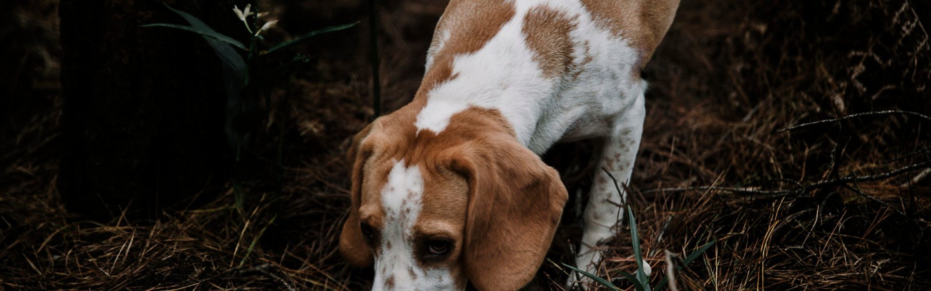 Les obligations légales pour les chiens de chasse : rôle de l’assurance