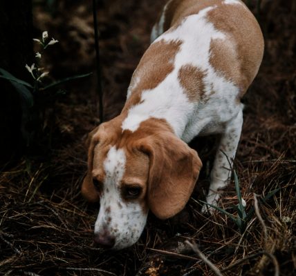 Les obligations légales pour les chiens de chasse : rôle de l’assurance