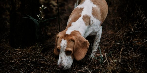 Les obligations légales pour les chiens de chasse : rôle de l’assurance