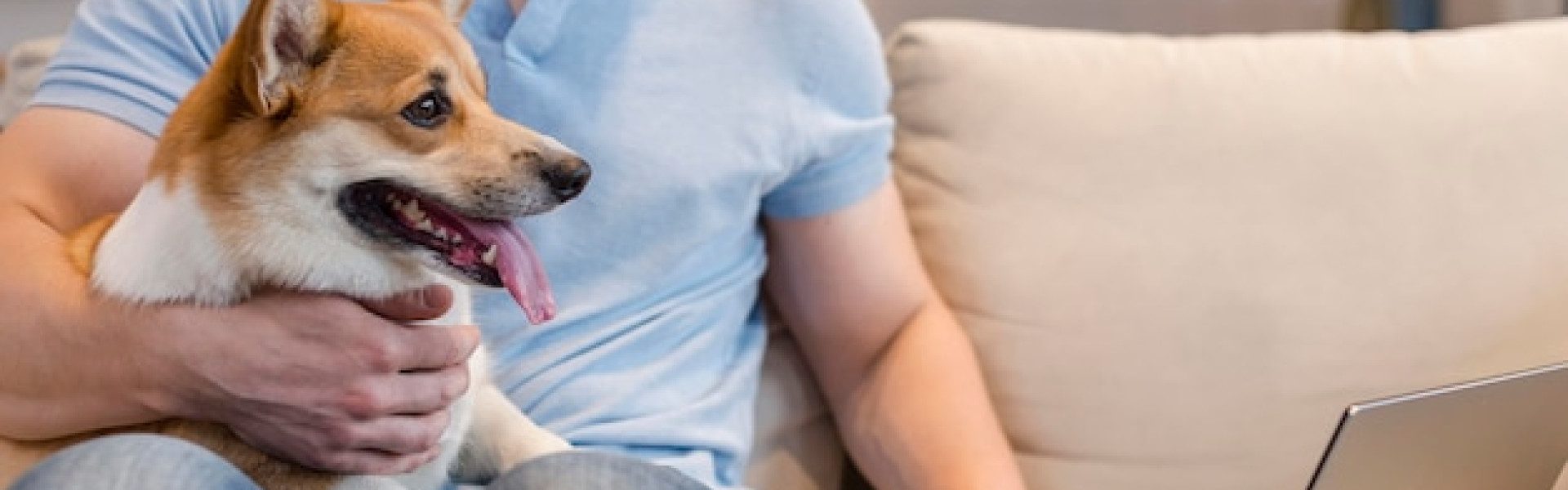 Soins, prévention, sérénité : l’assurance santé animale expliquée