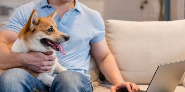 Soins, prévention, sérénité : l’assurance santé animale expliquée