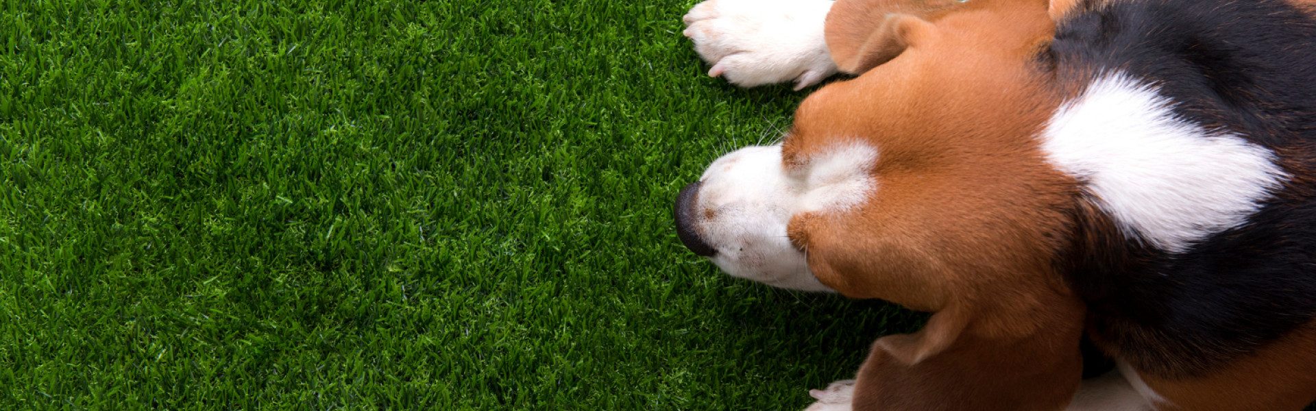 Comment choisir un gazon synthétique adapté aux chiens ?