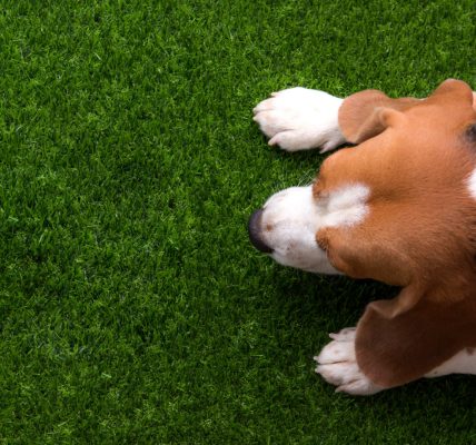 Comment choisir un gazon synthétique adapté aux chiens ?