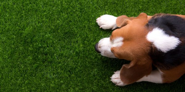 Comment choisir un gazon synthétique adapté aux chiens ?