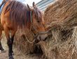 Comment utiliser un purificateur de foin pour réduire les problèmes respiratoires chez le cheval ?
