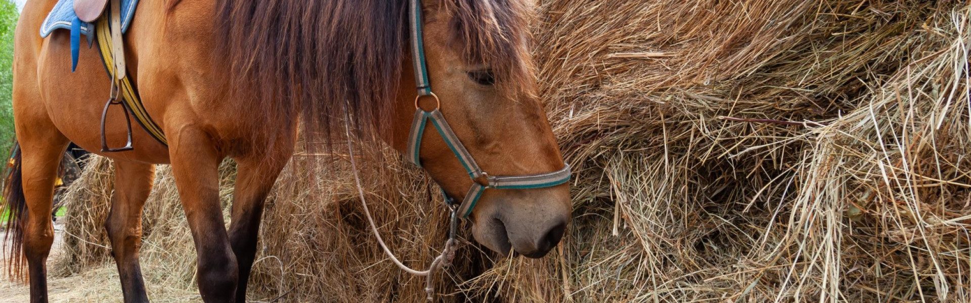 Comment utiliser un purificateur de foin pour réduire les problèmes respiratoires chez le cheval ?