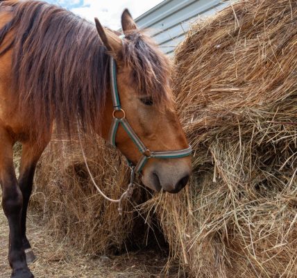 Comment utiliser un purificateur de foin pour réduire les problèmes respiratoires chez le cheval ?