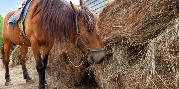 Comment utiliser un purificateur de foin pour réduire les problèmes respiratoires chez le cheval ?