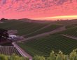 La route des vins : un voyage au cœur des vignobles