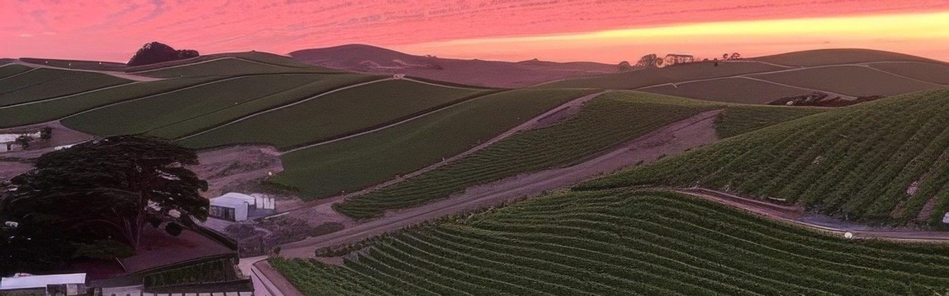 La route des vins : un voyage au cœur des vignobles