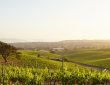 Explorer le vignoble des cabottes : découverte et dégustation