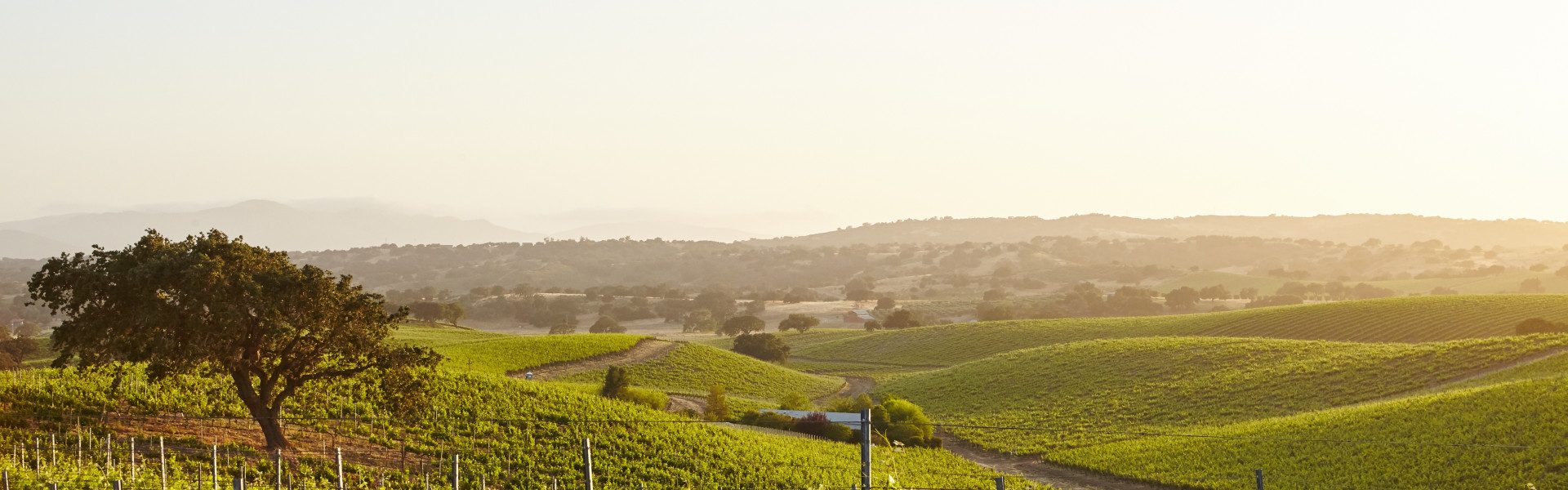 Explorer le vignoble des cabottes : découverte et dégustation
