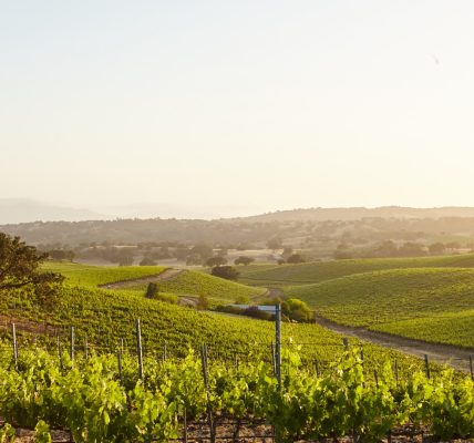 Explorer le vignoble des cabottes : découverte et dégustation
