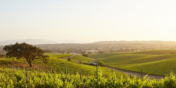 Explorer le vignoble des cabottes : découverte et dégustation